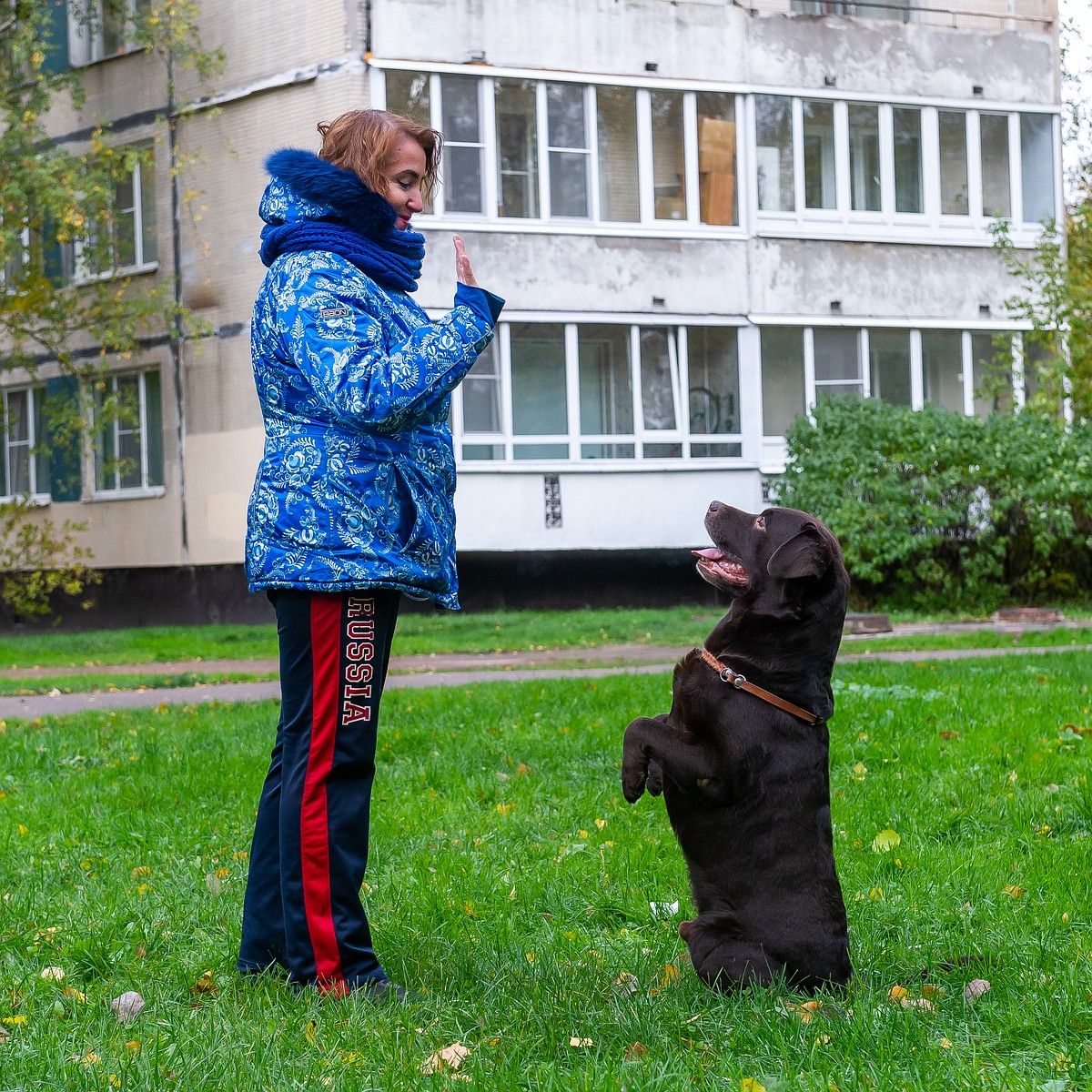 Дневник догситтера: «Собак бросают даже олигархи, которым лень пристраивать  животное» - KP.RU