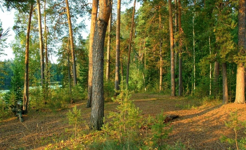 В Смоленской области завершился лесопожарный сезон. Фото: администрация Смоленской области.
