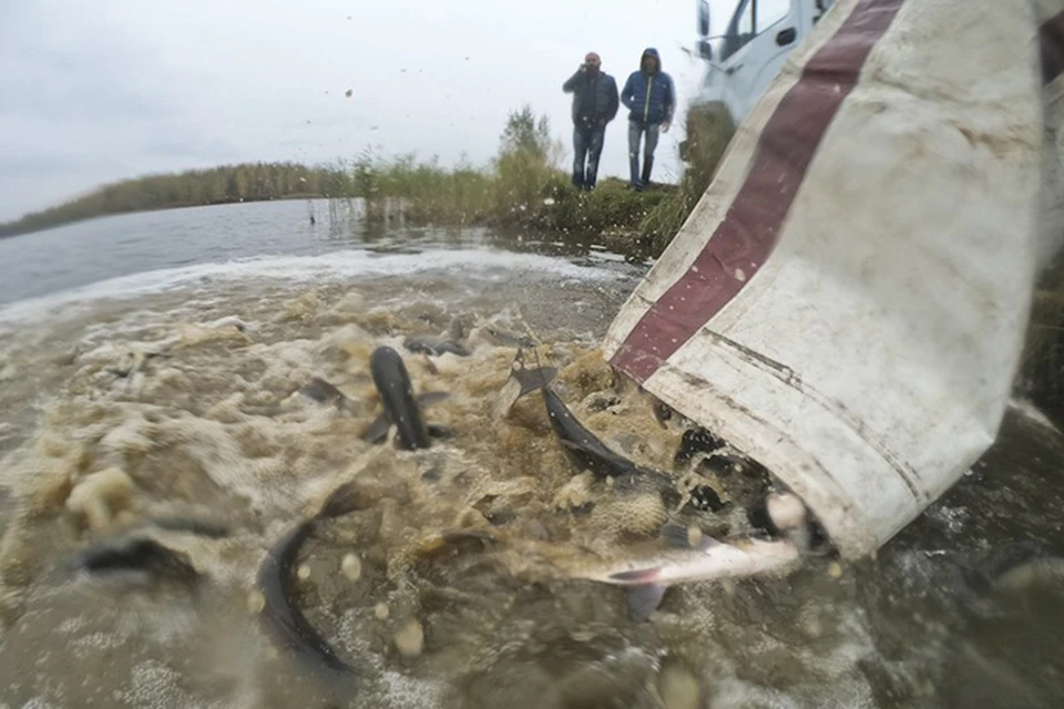 Фото: подводный клуб "Скат".