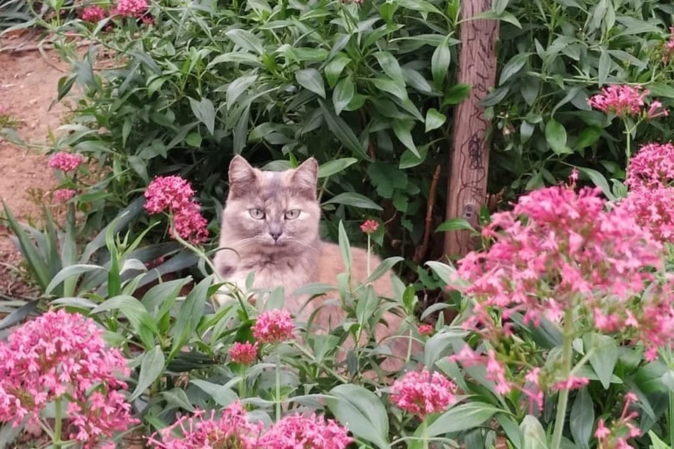 Цветущая осень по-севастопольски
