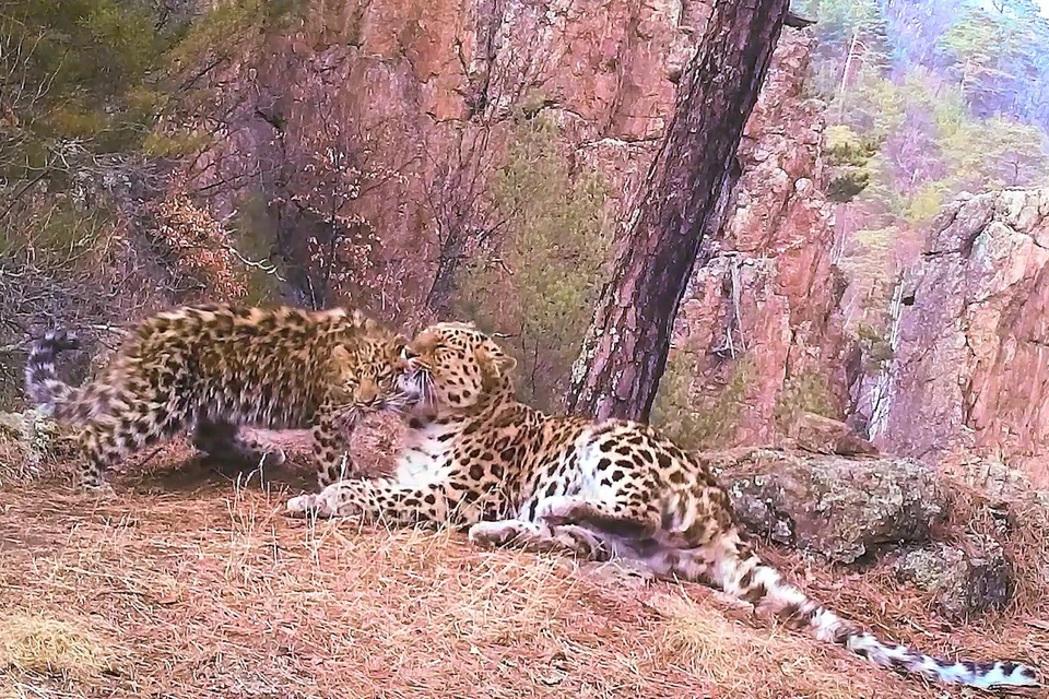 Фотоловушка запечатлела леопардессу и котенка на открытом месте.