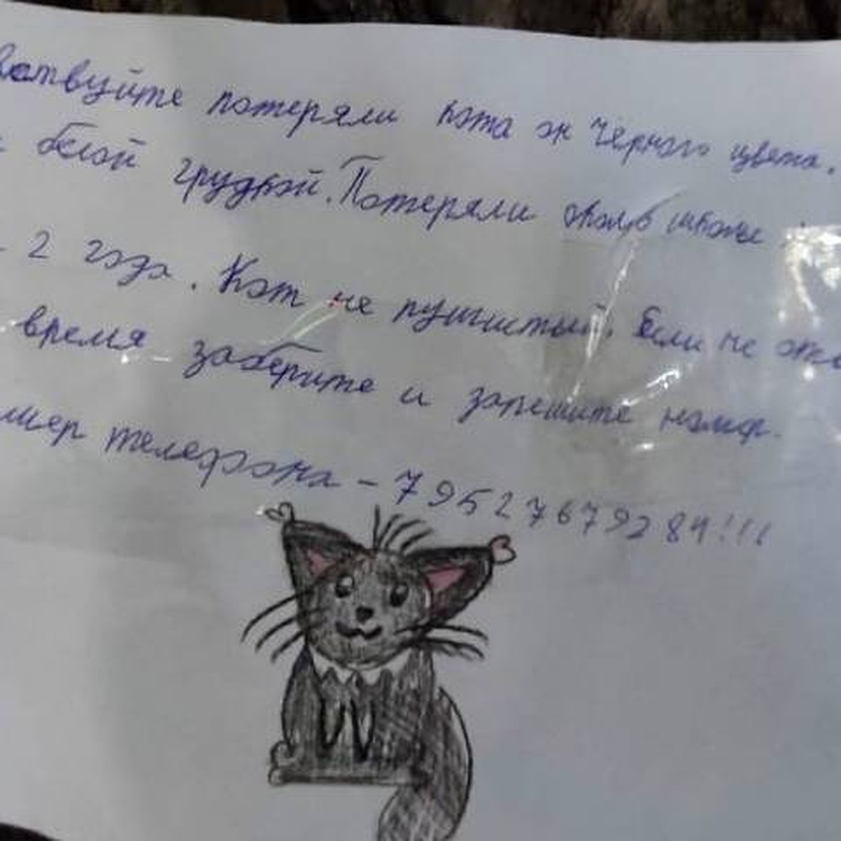 Потеряли кота»: Трогательное объявление о пропаже обнаружили в Нижнем  Новгороде - KP.RU