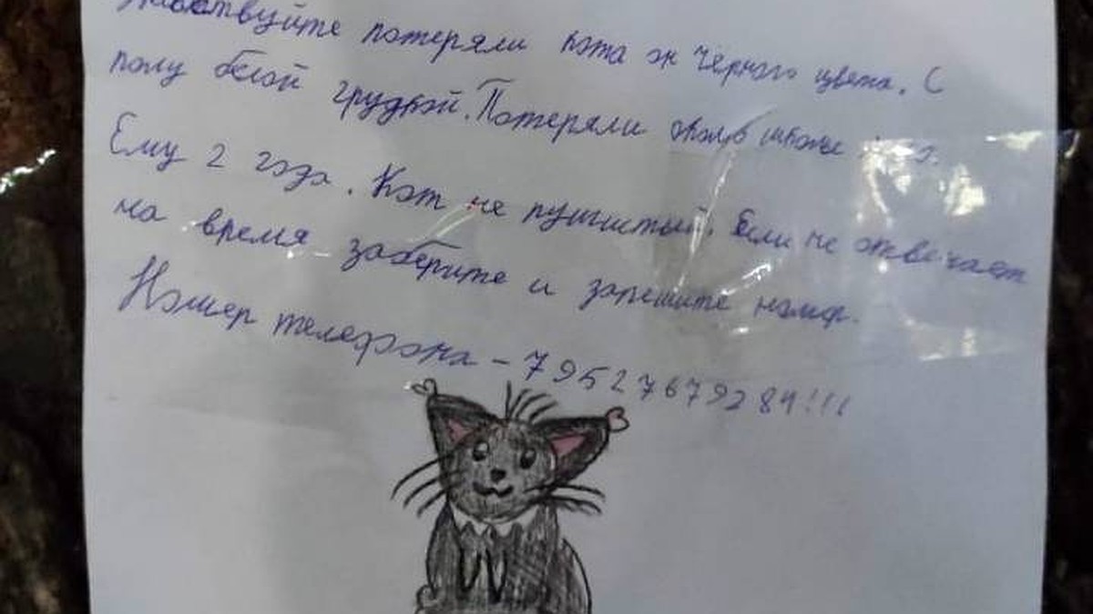 Потеряли кота»: Трогательное объявление о пропаже обнаружили в Нижнем  Новгороде - KP.RU