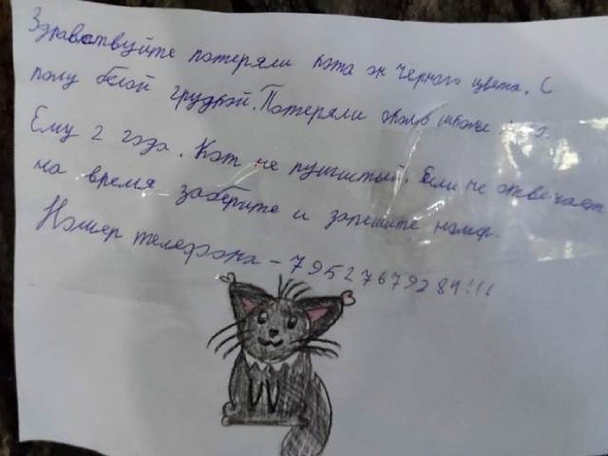 Потеряли кота»: Трогательное объявление о пропаже обнаружили в Нижнем  Новгороде - KP.RU