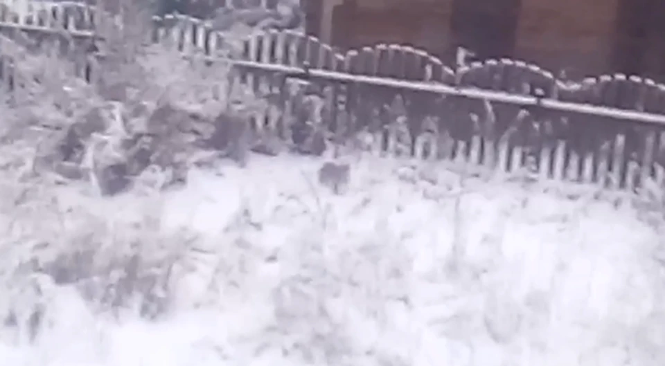 Рысь в Красновишерске. Фото: скриншот видео