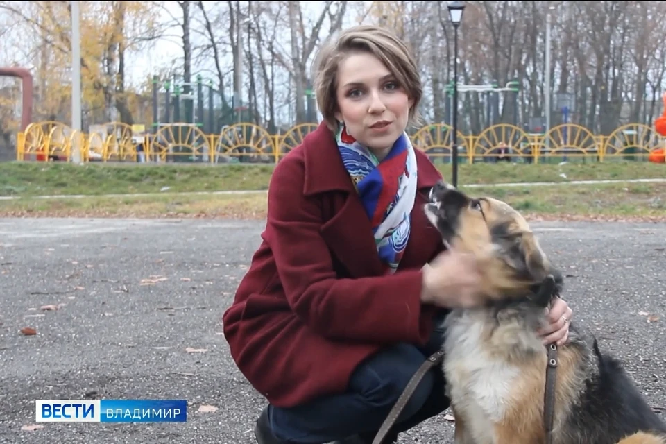 Собака из Рязанской области научилась убирать мусор на улицах города. Фото: стоп-кадр из сюжета "Вести-Владимир".