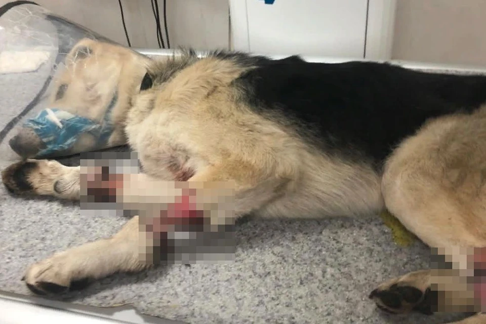 Собаке ампутировали три лапы, возможно в последствии Луке установят протезы. Фото: приют «Сибирский алабай»