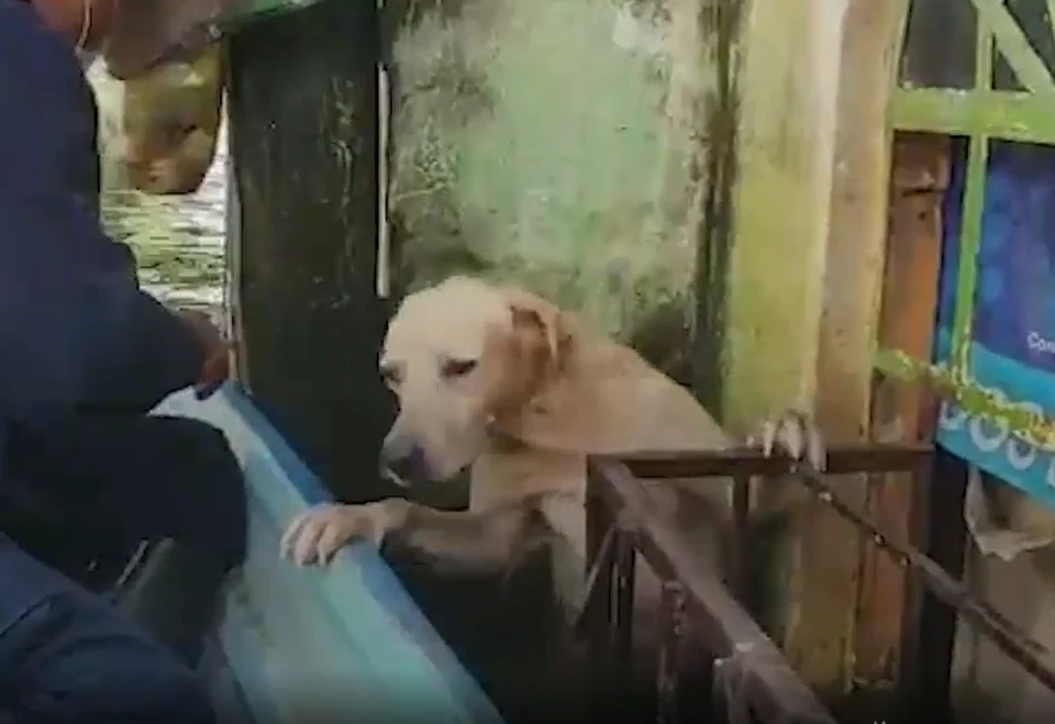 Моряки спасти лабрадора во время наводнения в Мексике. Фото: кадр из видео