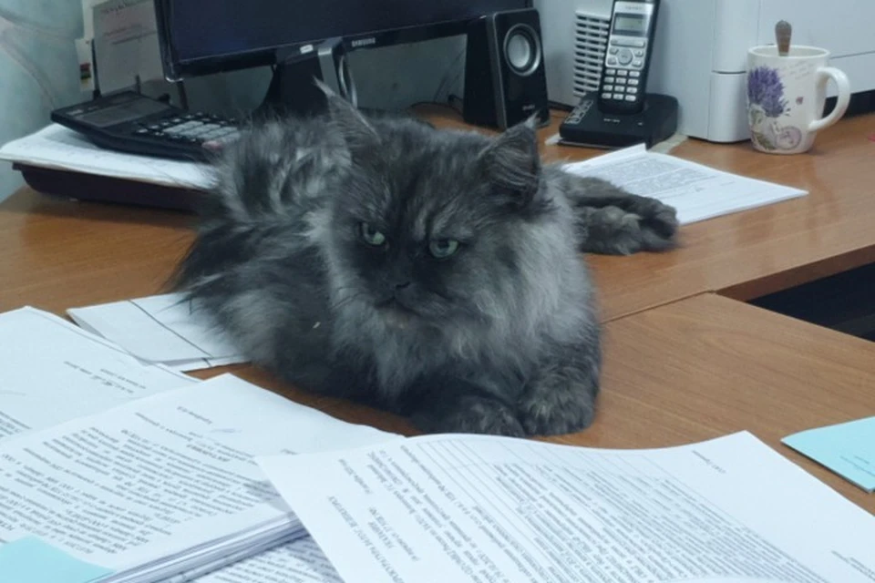 В Красноярском крае сброшенная с балкона кошка поселилась в отделе полиции. Стоп-кадр видео