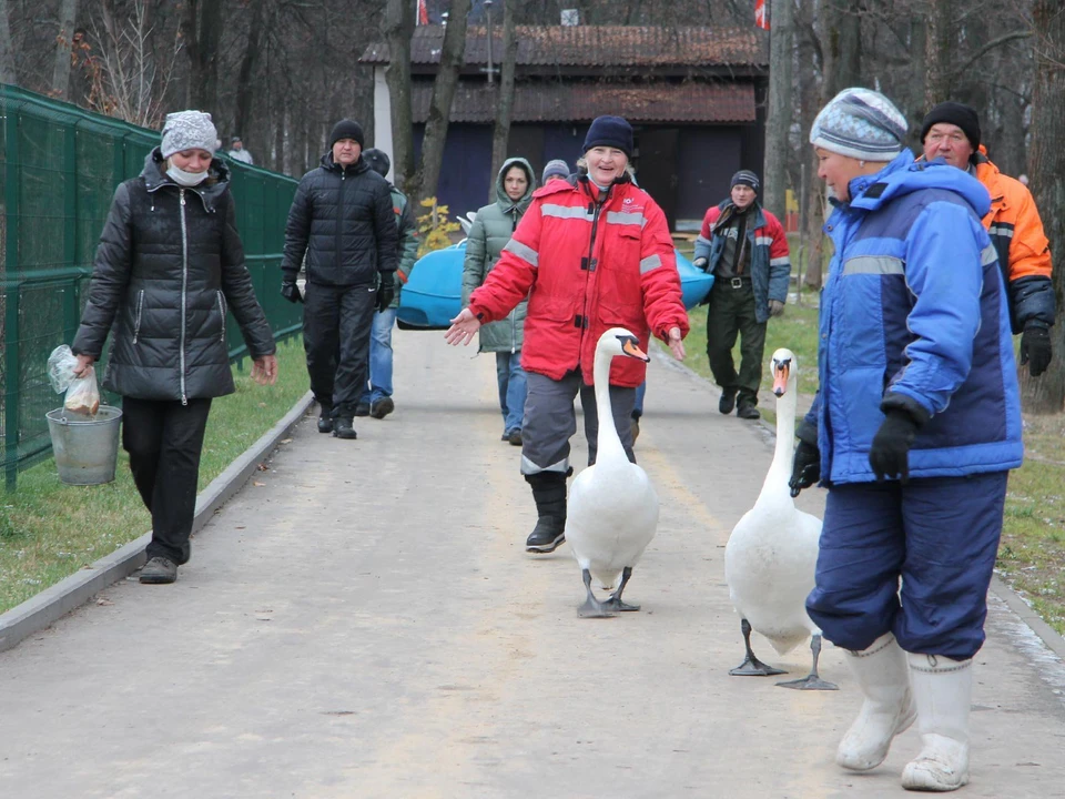 Сотрудники парка проводили лебедей в зимний ангар. Фото: Газета "Выксунский рабочий"