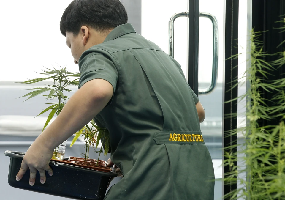 Комиссия по наркотическим веществам ООН исключила каннабис из списка опасных наркотиков, вызывающих сильную зависимость.