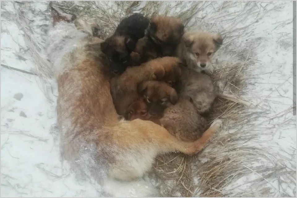 Семеро щенков несколько дней не отходили от умершей собаки. Фото: homeless_dog_krsk.