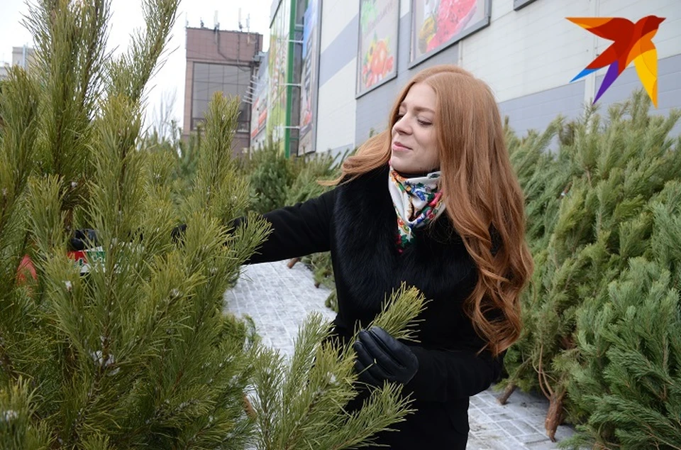 Какую бы елочку выбрать?