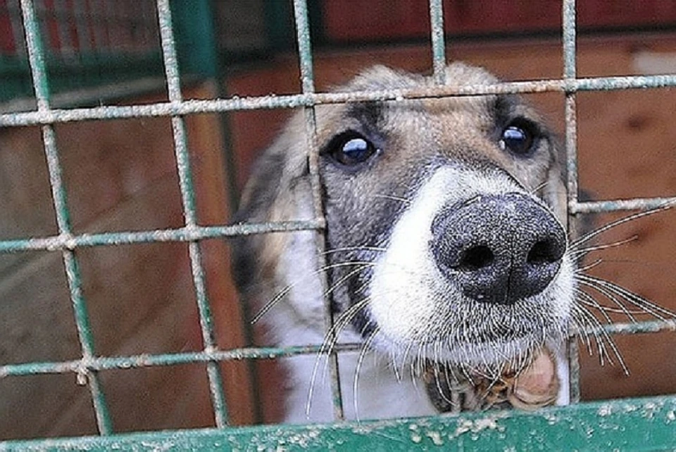 Центр приюта животных