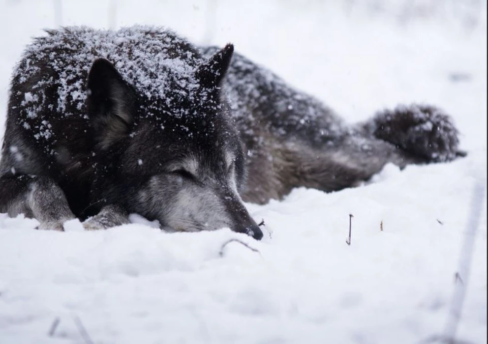 В соцсетях появилось очередное видео, как от нападения волков погибают домашние и дворовые собаки. Фото: wallpaperscraft.ru.