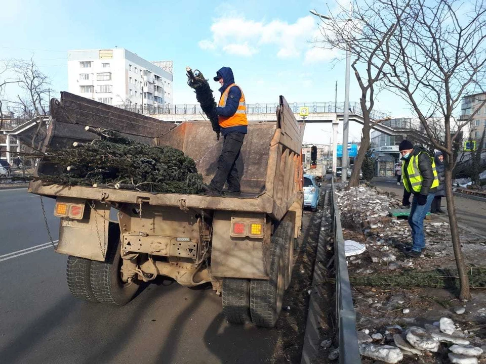 Во Владивостоке изъяли елки у нескольких незаконных торговцев.