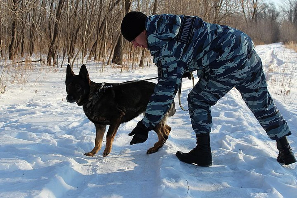 Собака помогла найти преступника. Фото: пресс-служба ОМВД России по Хорольскому округу