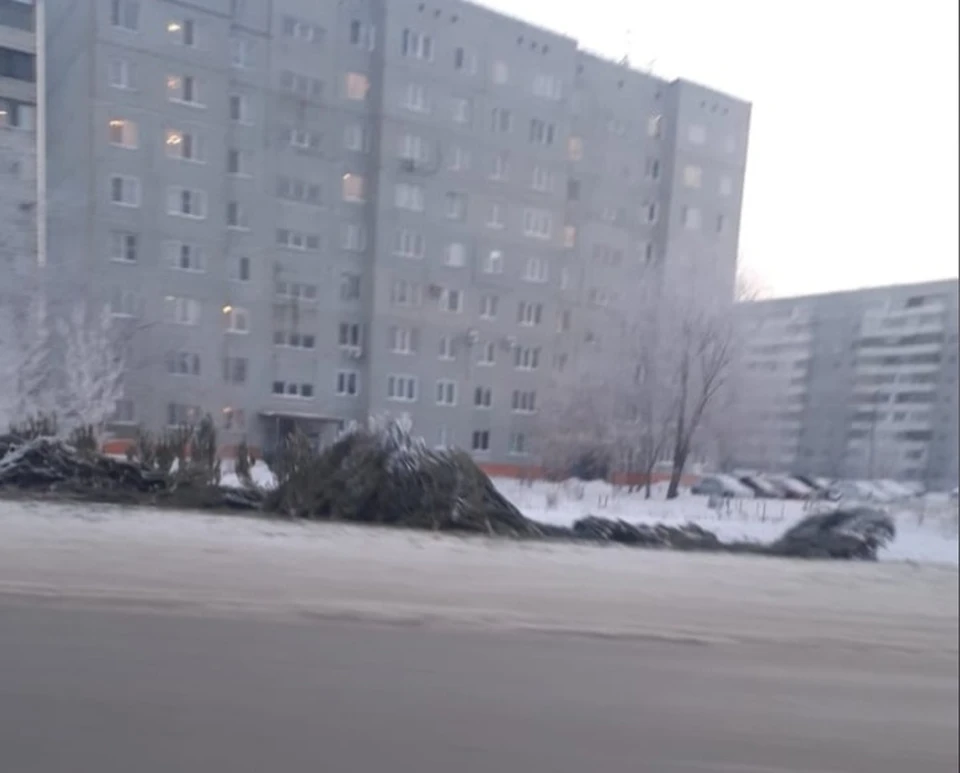 Множество деревьев остались на месте елочного базара, и никто не собирается их убрать.