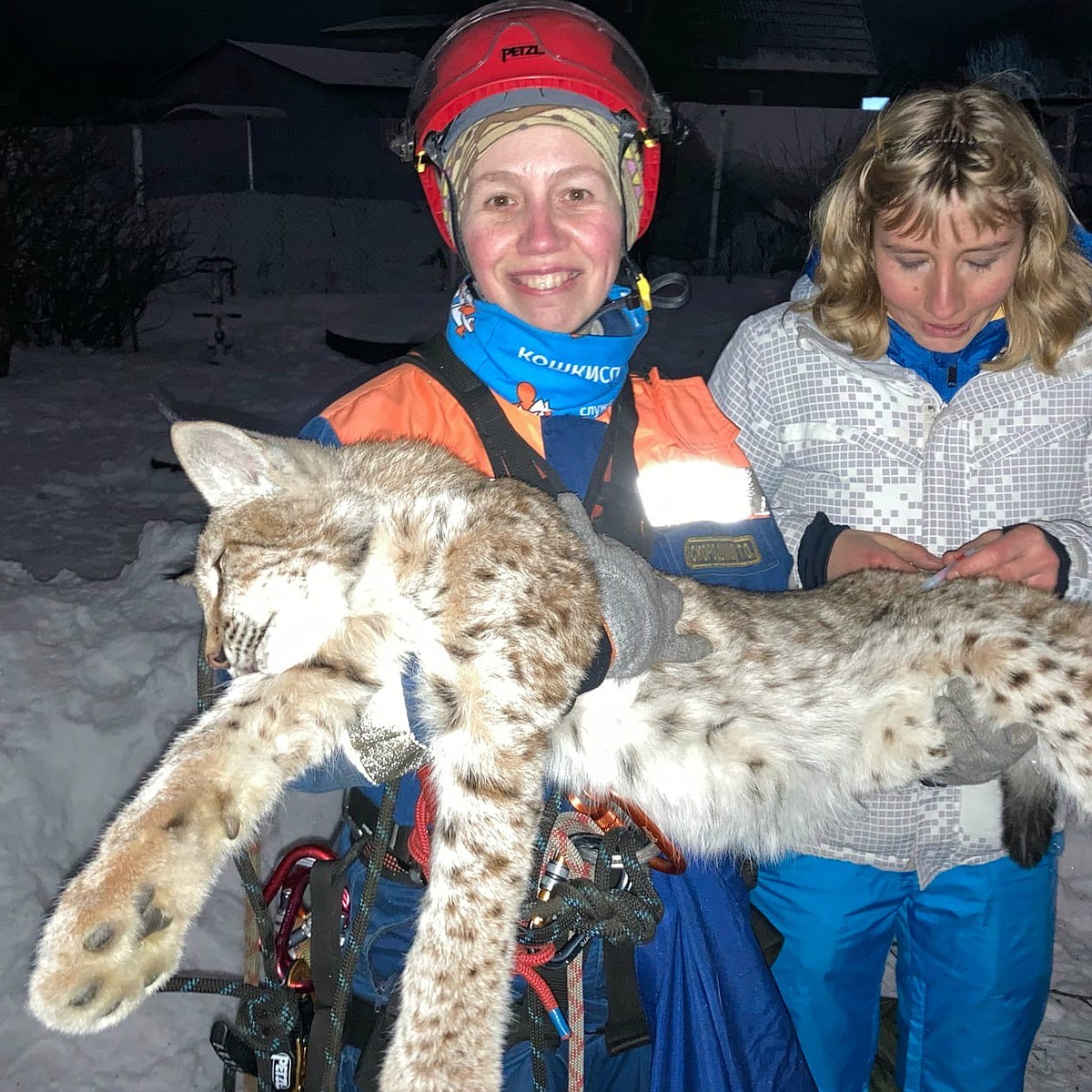 Сбежавшая от хозяев рысь держала в страхе жителей деревни в Ленобласти -  KP.RU