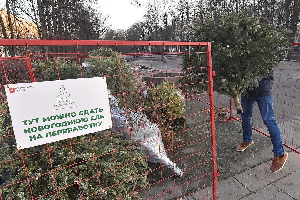 Со 2 января по 20 февраля 2021 года в Москве проходит акция по сбору новогодних елей.