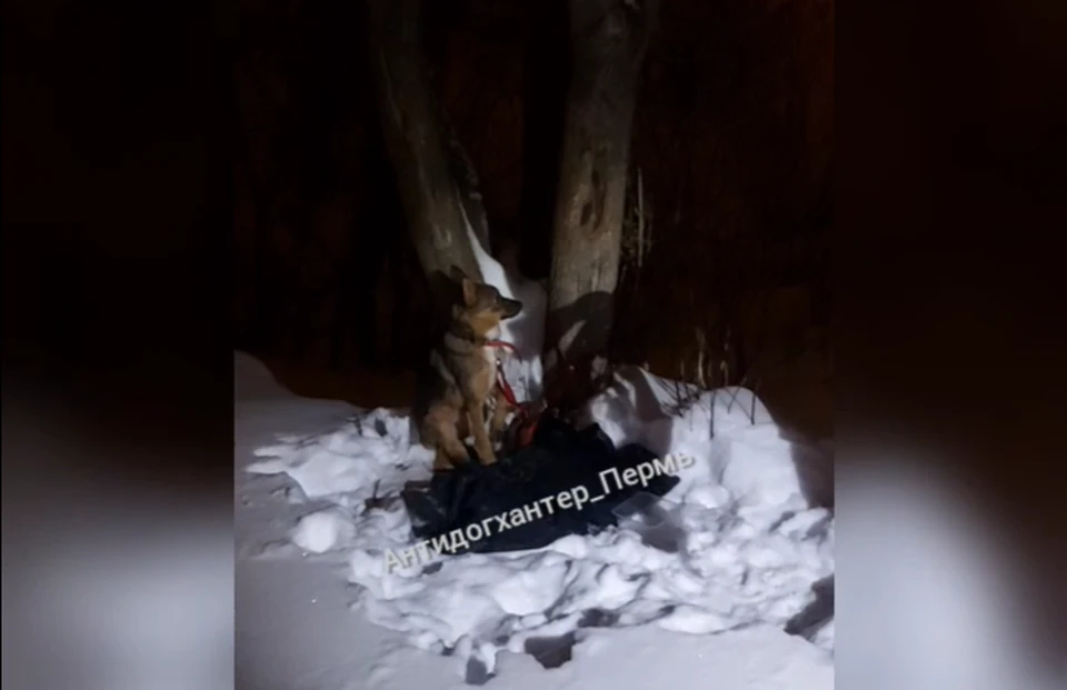 Волонтеры назвали собаку Клюковка. Фото: ССП Zoohelp Антидогхантер Пермь/ВКонтакте