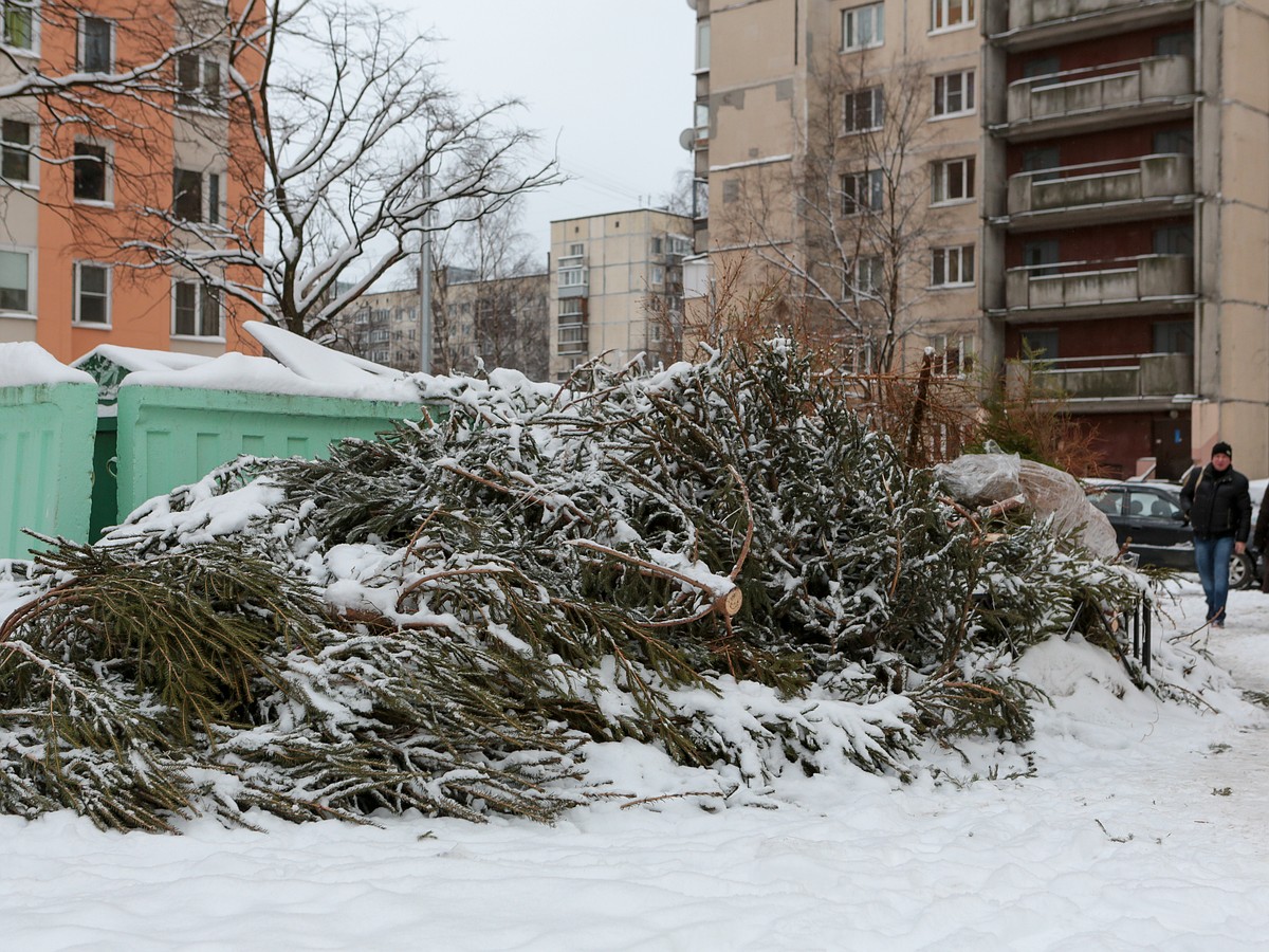 Без мишуры и химикатов. Инструкция, куда и как сдать новогоднюю елку в  Санкт-Петербурге - KP.RU