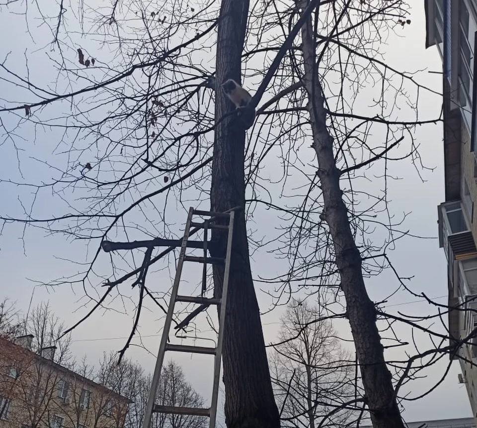 Фото пресс-службы ГУ МЧС России по Белгородской области.