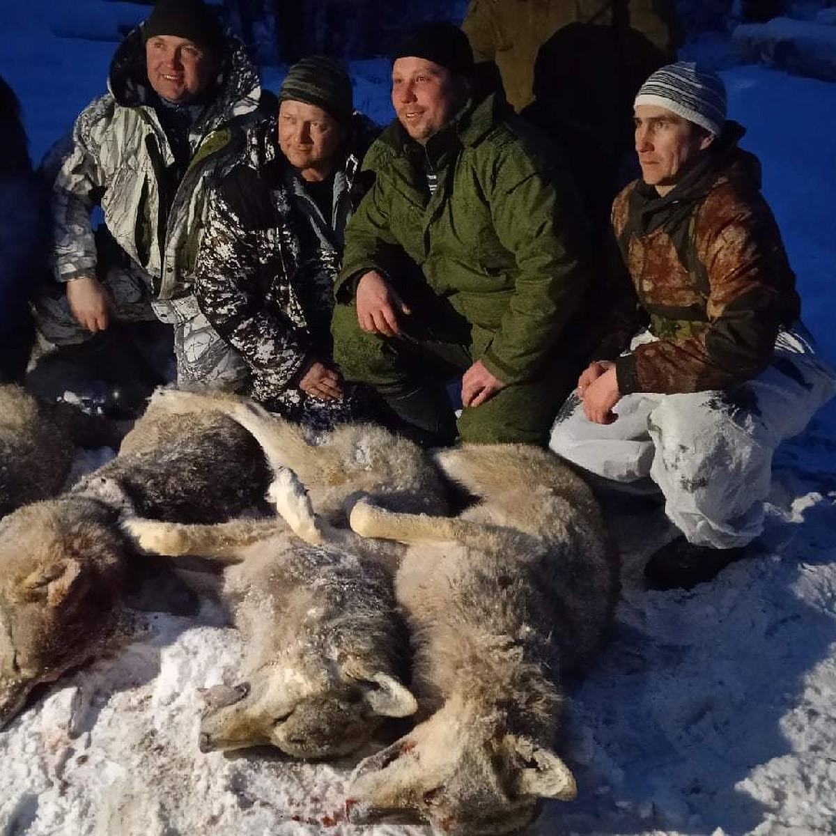 По ночам срывали собак с цепей»: Стая волков держала в страхе нижегородские  деревни - KP.RU