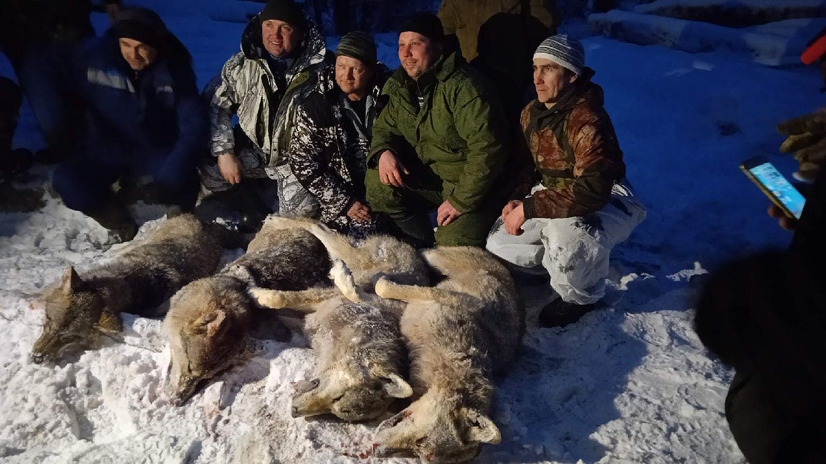 По ночам срывали собак с цепей»: Стая волков держала в страхе нижегородские  деревни - KP.RU