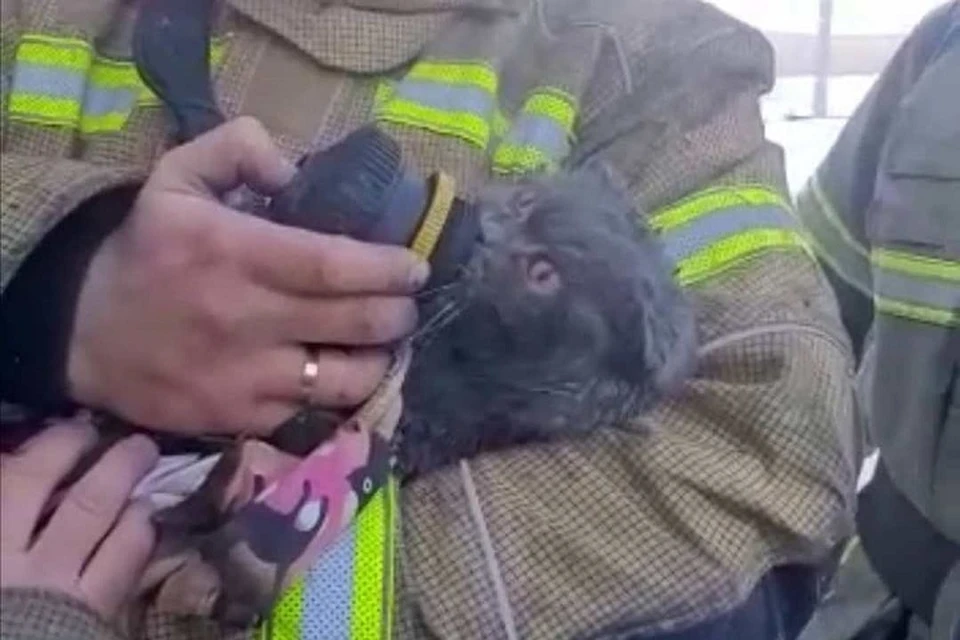 Кота спасли пожарные