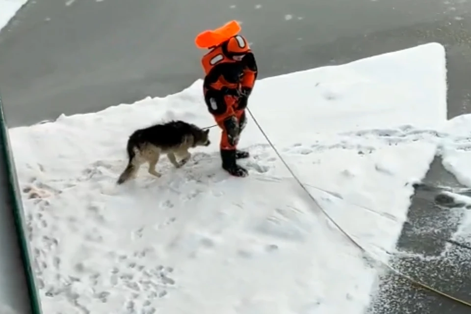 Три храбрых девушки-спасателя вытащили продрогшего пса со льдины в Кронштадте. Фото: vk.com/koshkispas