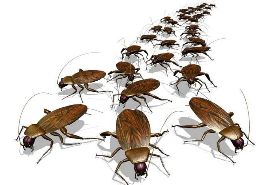 Тараканы пополняют ряды, готовясь к нашествию.