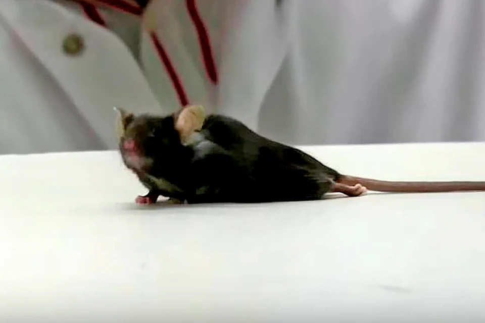 Ученые экспериментировали с мышами, у которых была парализована нижняя часть тела.