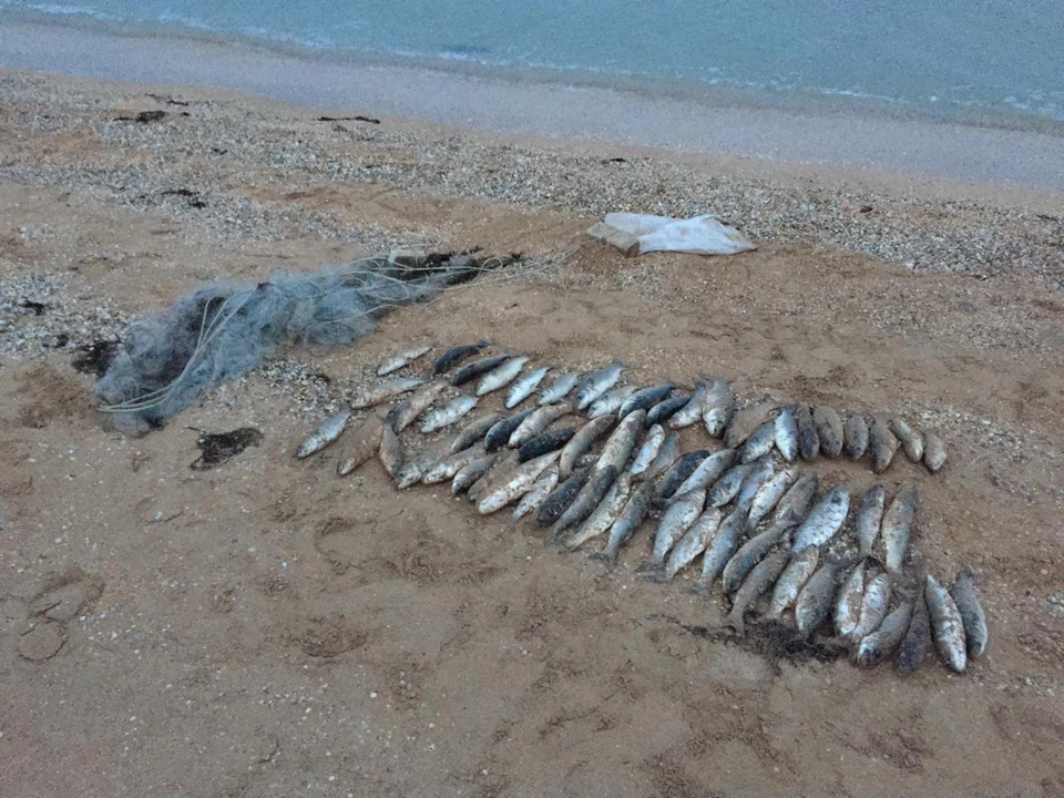 В Крыму с начала года увеличилось число нарушений в сфере рыбной ловли. Фото: пресс-служба Погрануправления ФСБ России по РК.