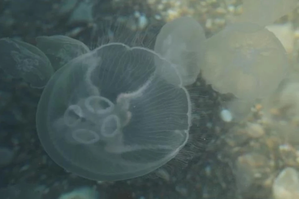 Экологи объяснили частую тенденцию увеличения численности медуз в Крыму.