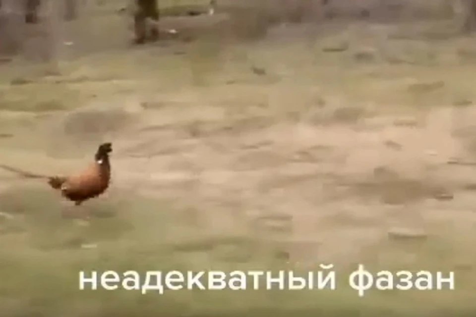 На трассе под Ростовом фазан устроил гонки с автомобилем. Фото: соцсети - "Это Ростов"
