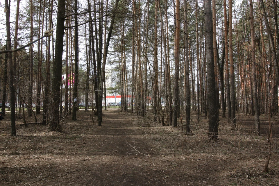 Лес на ул. 40 лет Октября переведут в категорию городских лесов Фото: Дмитрий Солодянкин