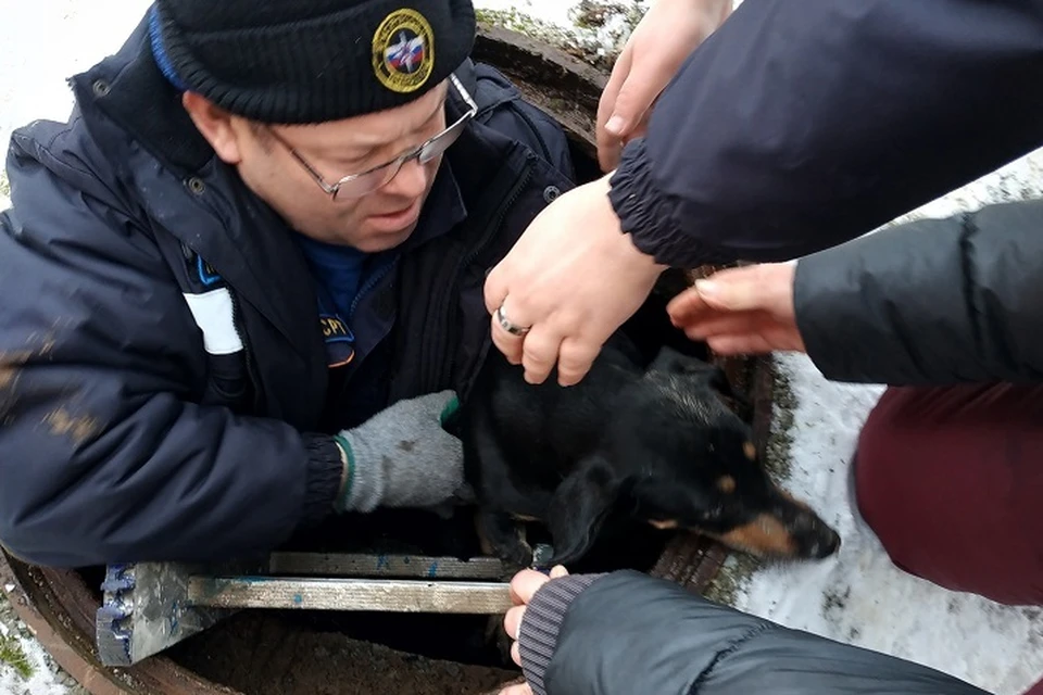 В Красном Луче спасатели достали из заполненного водой колодца просидевшую там 2 дня собаку. Фото: архив «КП»