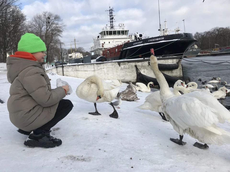 Хотите помочь перезимовать птице – кормите ее правильно.