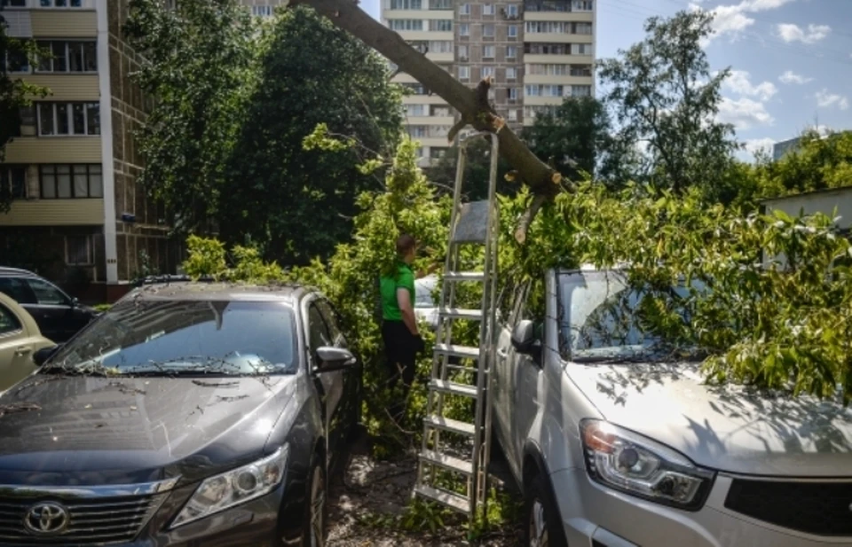 Волгоградец в суде добился наказания за упавшее на его машину дерево.