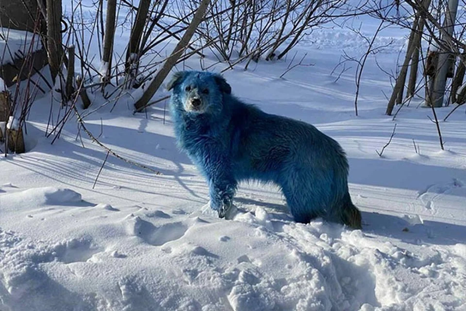 Росприроднадзор начал проверку после появления синих собак в Дзержинске. Фото: Алексей Ганин