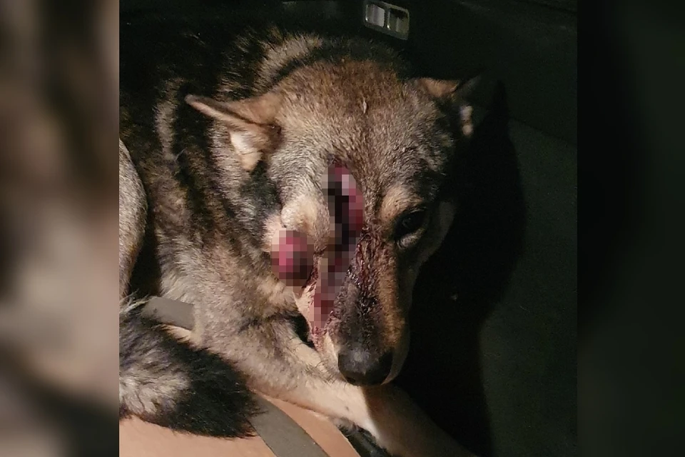 Изверг с топором проломил череп псу в Петербурге. Фото: vk.com/animal_rights_spb