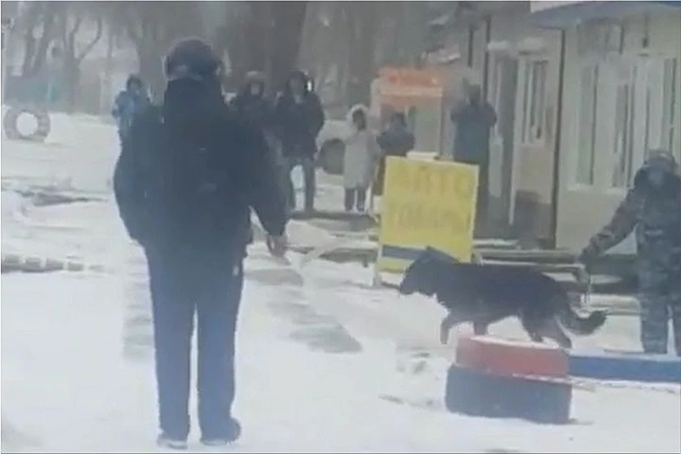На место прибыл кинолог с собакой