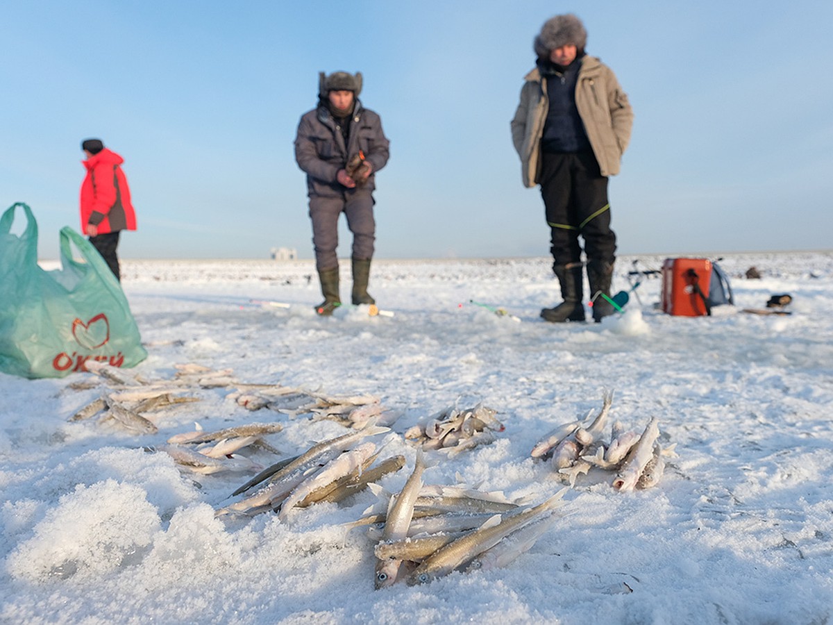 Морские тараканы и «подводный лифт»: Как зимой в Петербурге ловят корюшку -  KP.RU