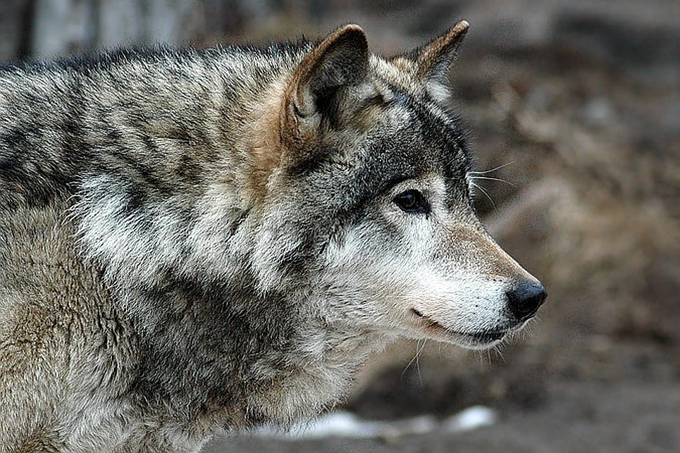 В Тверской области подстрелили пять волков