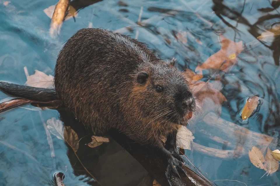 Фото: pexels.com