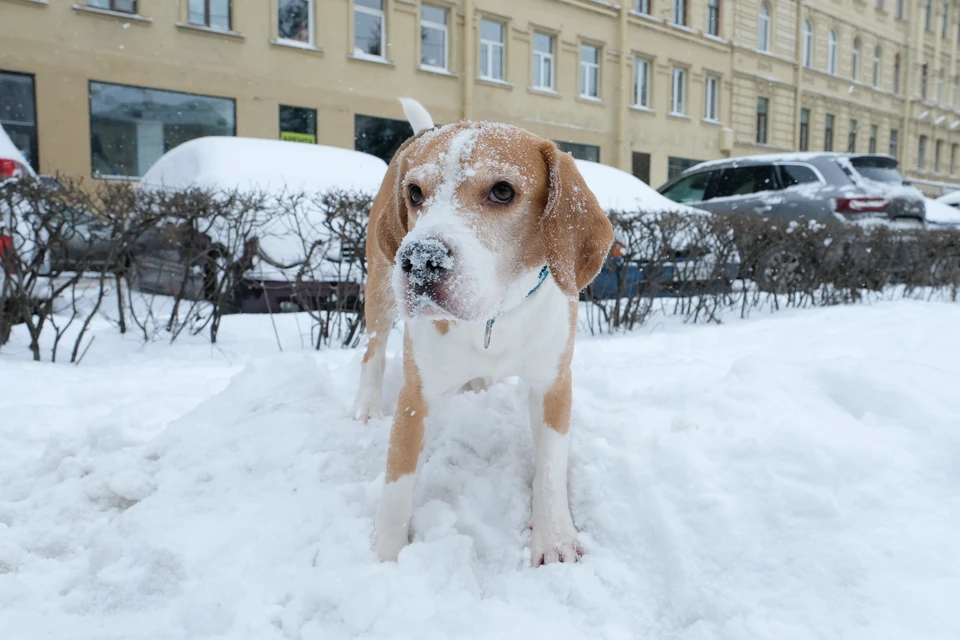 Петербург ждут три снежных дня.
