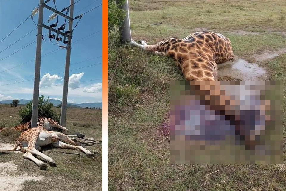 Шокирующие фотографии гибели животных у линий электропередач. Фото: twitter.com/paulakahumbu
