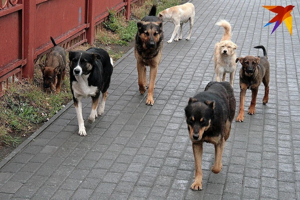 Бродячие собаки покусали женщину в Твери