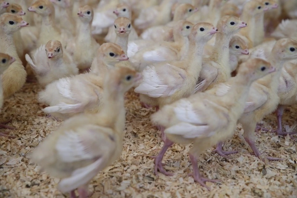 Создание племенного репродуктора индейки в Исетском районе даст 200 новых рабочих мест